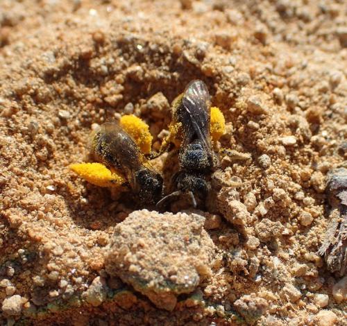 Réf. 211 291 : Panurgus sp.
